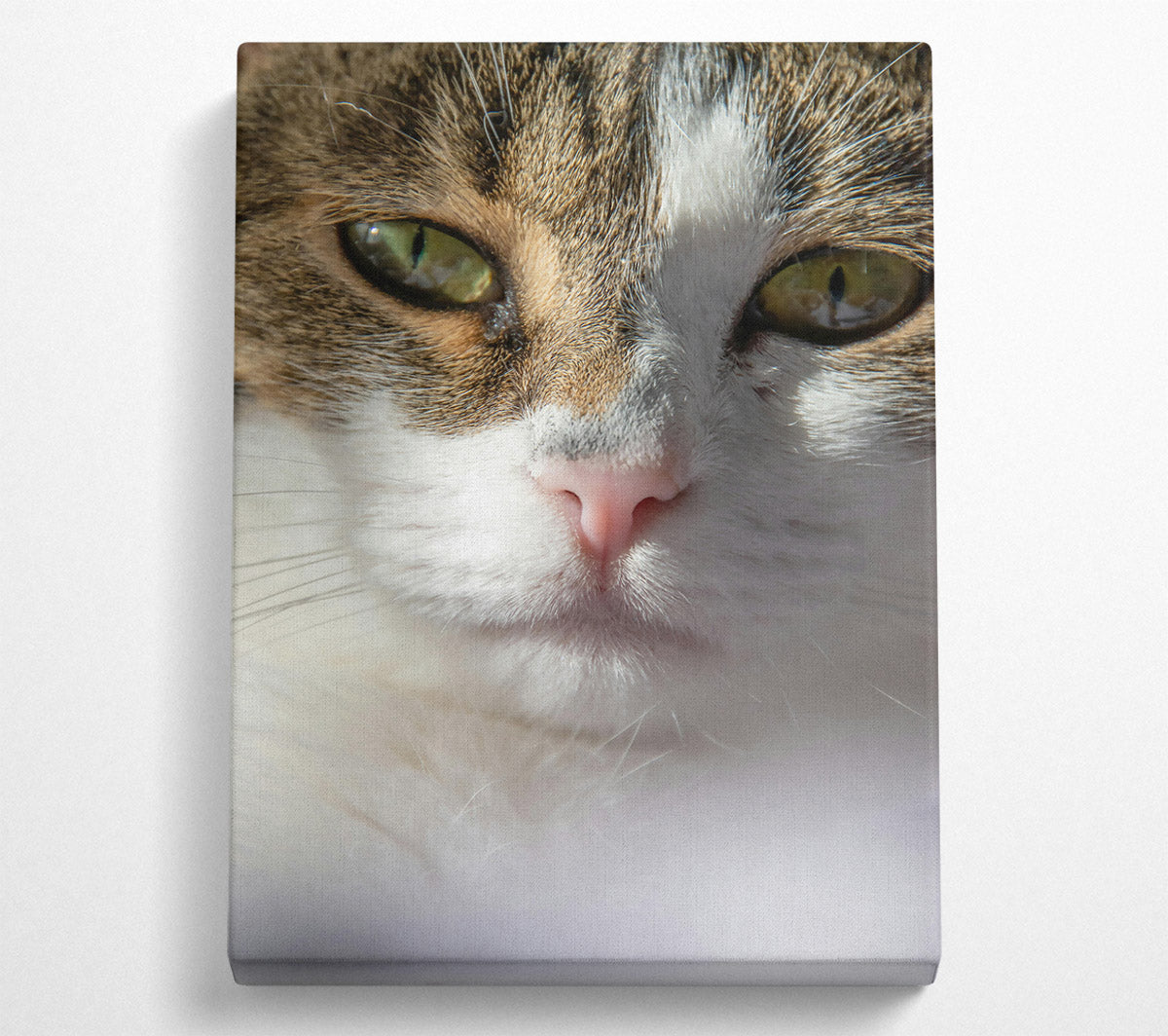 White Cat Close-Up Canvas Wall Art