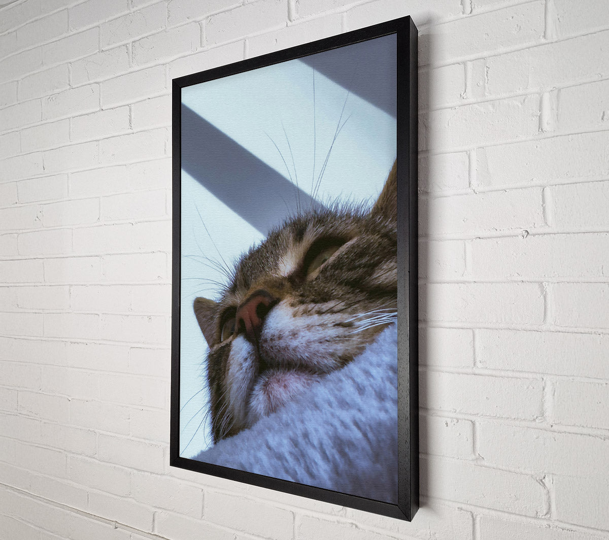 White Furred Slumber Canvas Wall Art