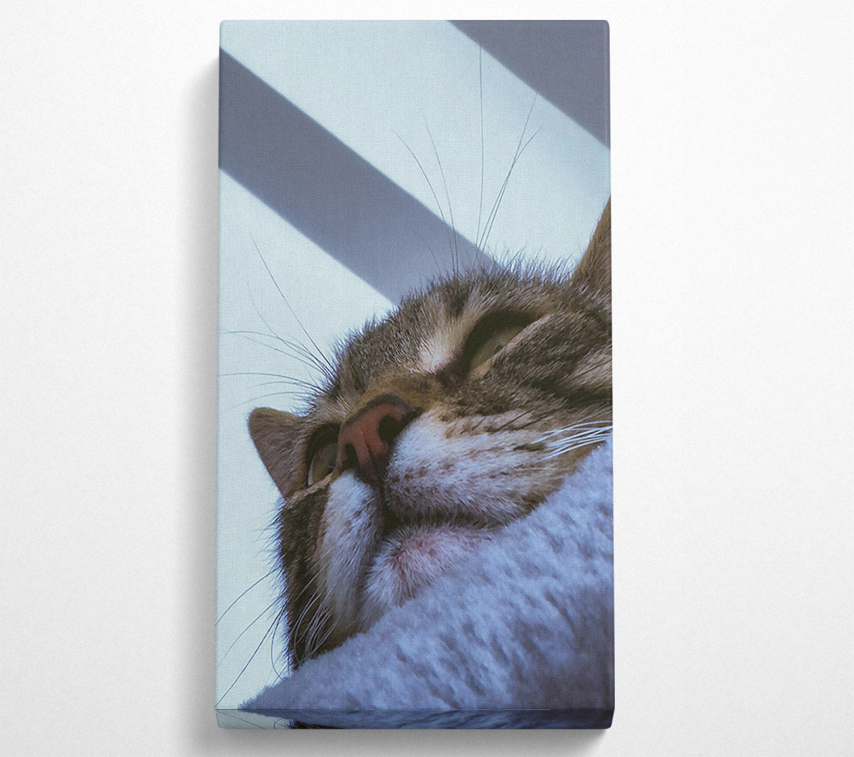 White Furred Slumber Canvas Wall Art