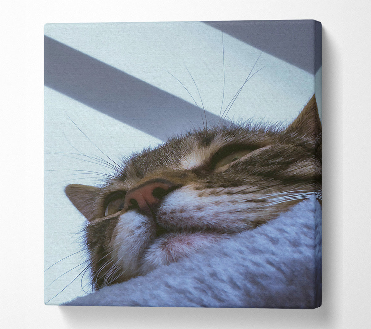 White Furred Slumber Canvas Wall Art