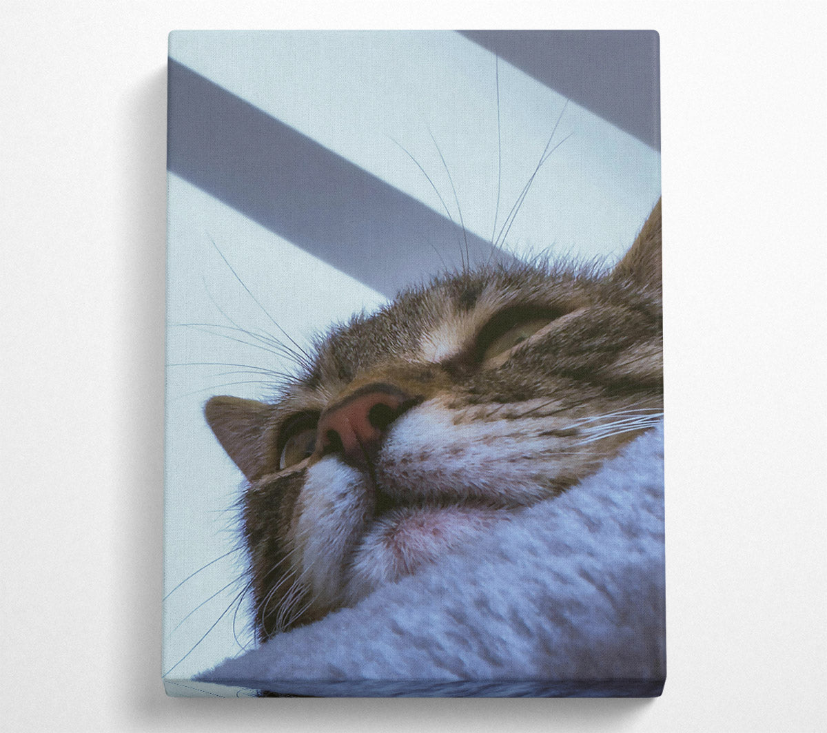 White Furred Slumber Canvas Wall Art