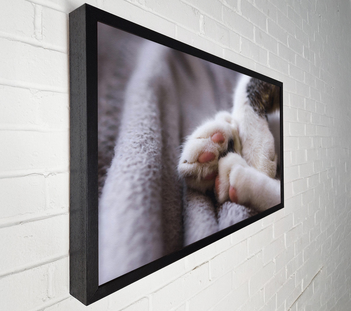 White Paws Resting Canvas Wall Art