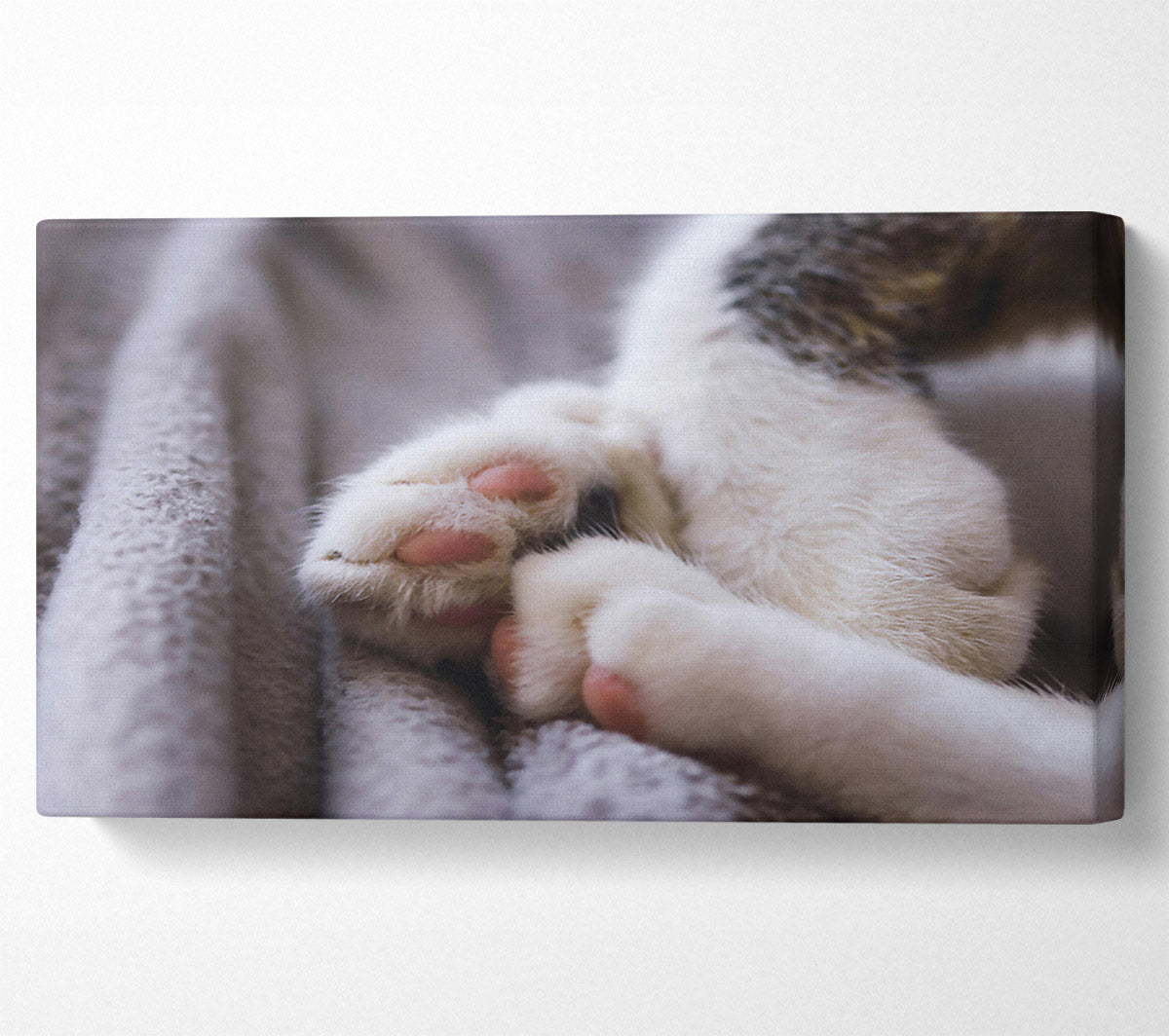 White Paws Resting Canvas Wall Art