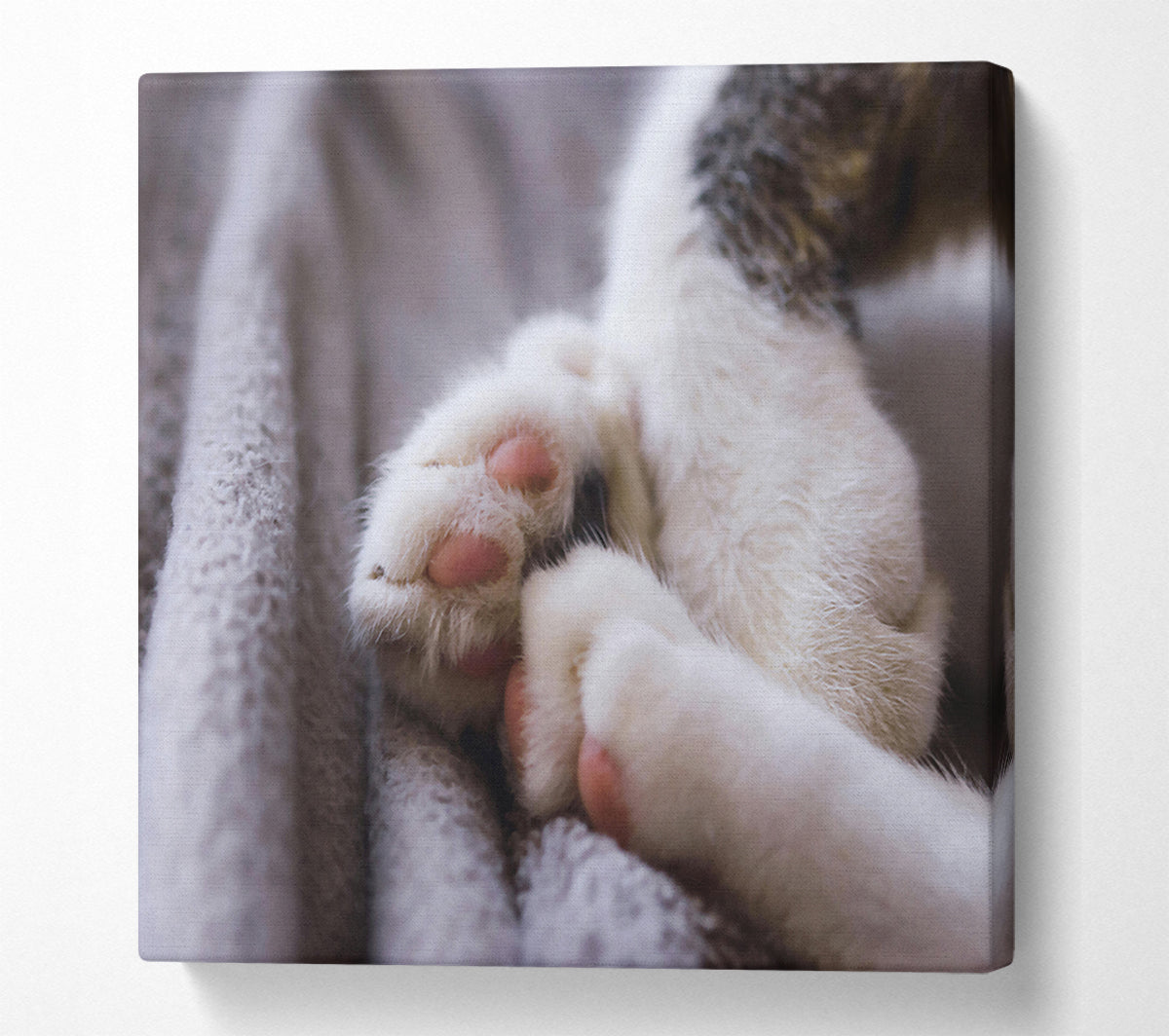 White Paws Resting Canvas Wall Art