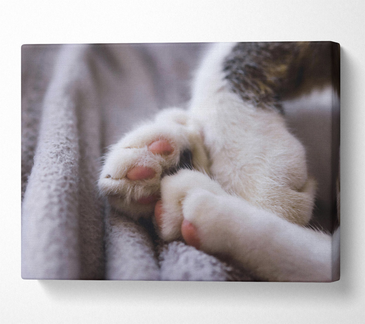 White Paws Resting Canvas Wall Art