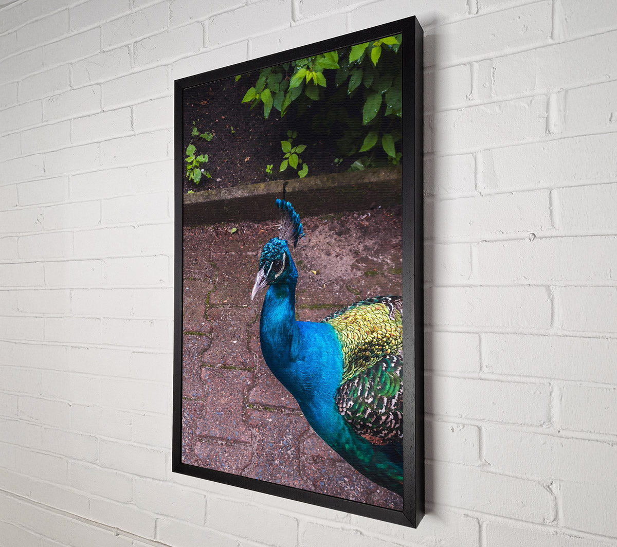 Blue Peacock Stroll Canvas Print