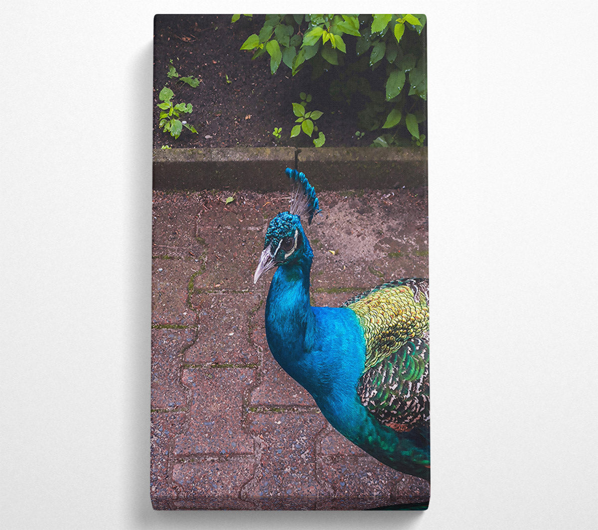 Blue Peacock Stroll Canvas Print
