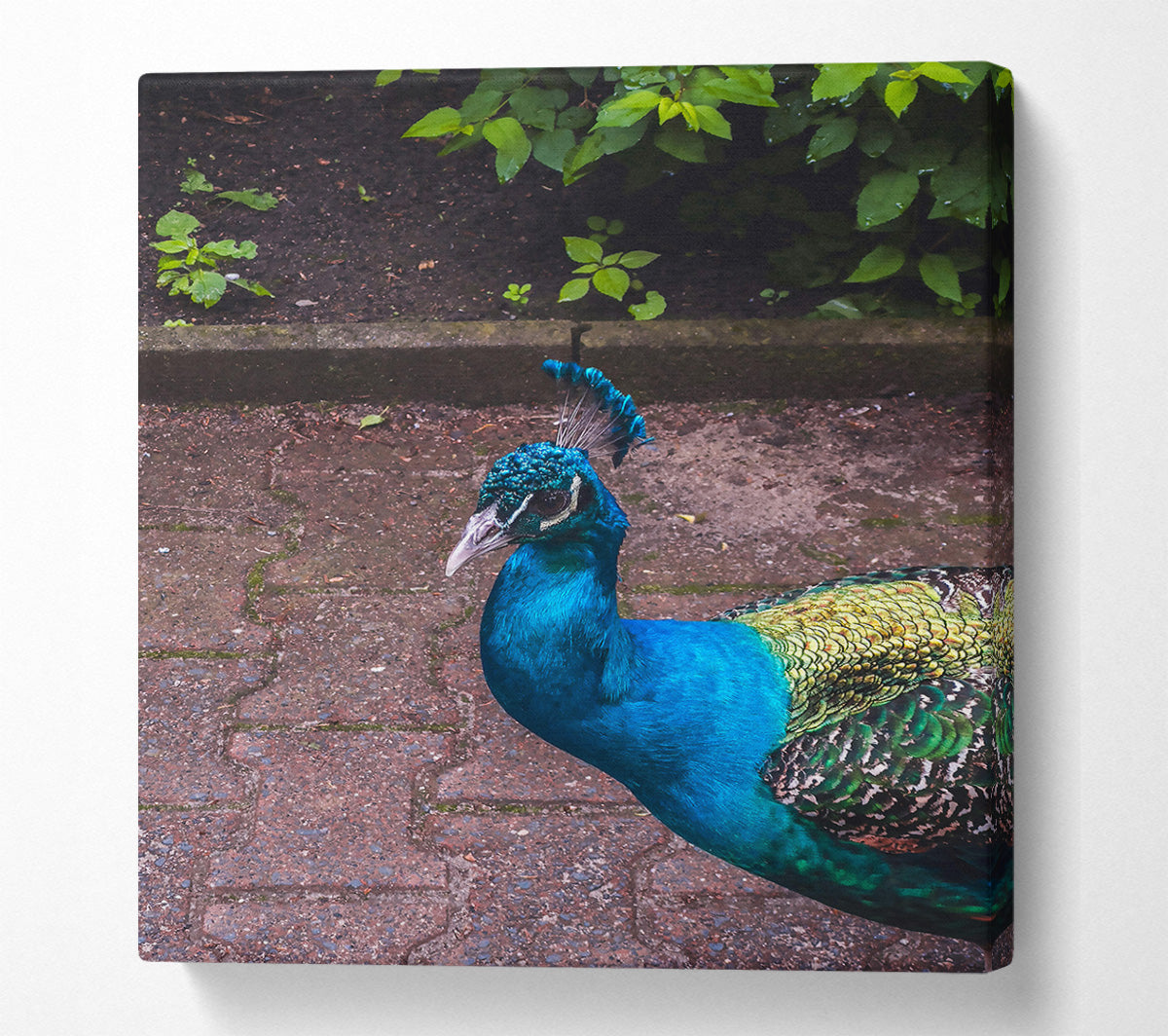 Blue Peacock Stroll Canvas Print