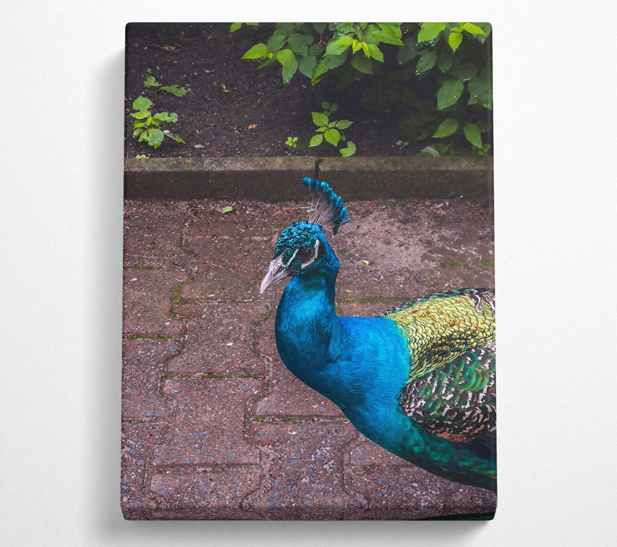 Blue Peacock Stroll Canvas Print