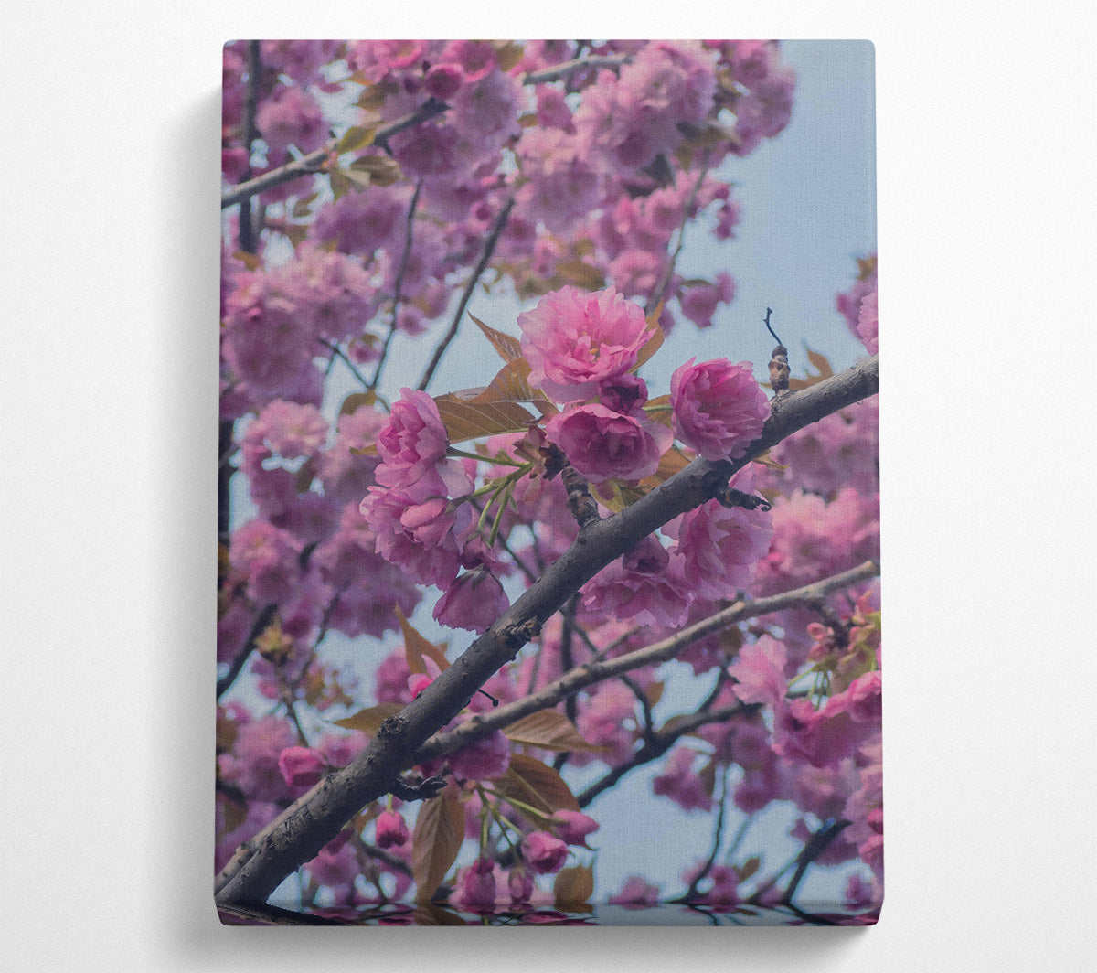 Pink Blossom Branch Canvas Print