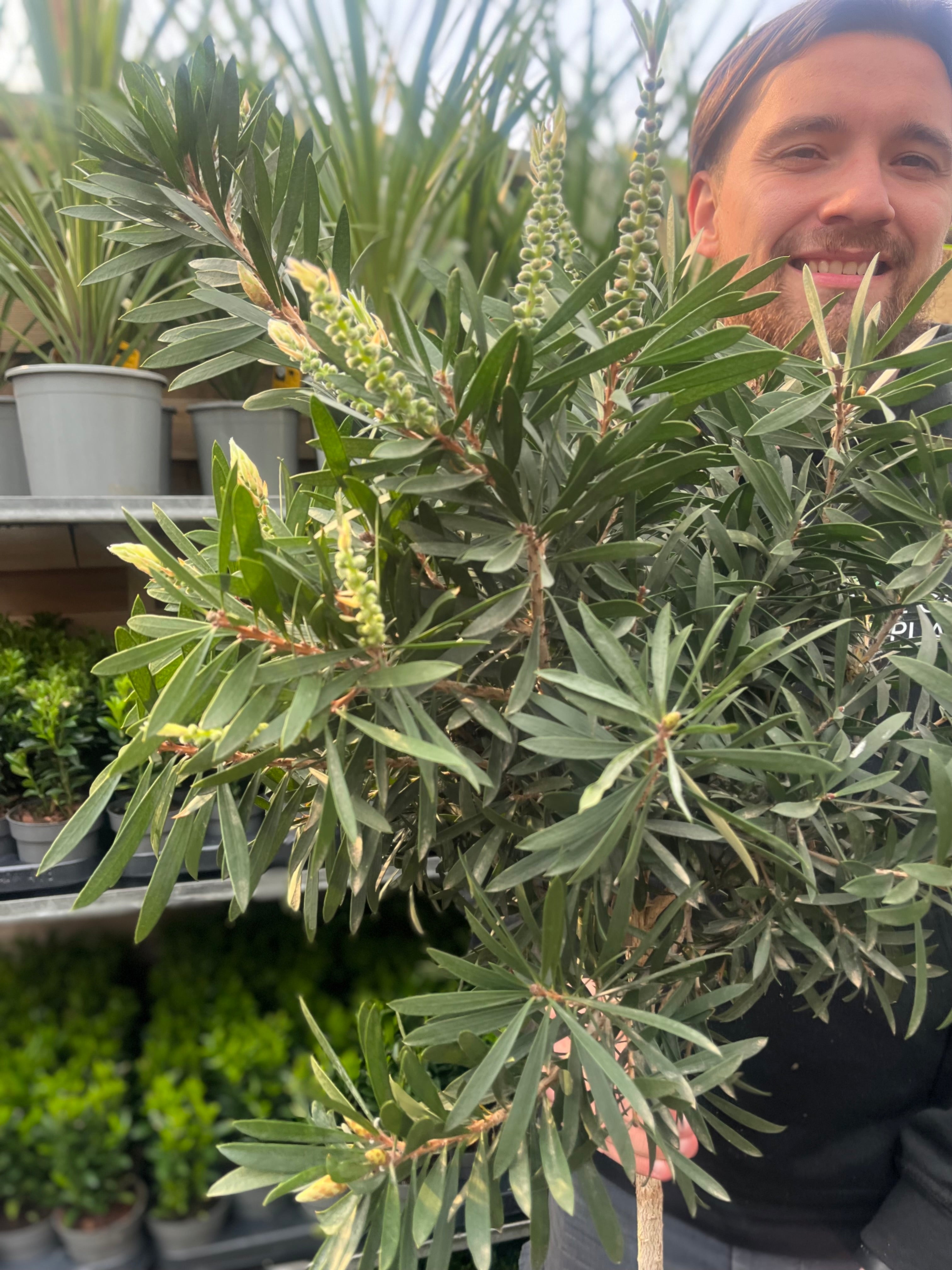 Standard Callistemon 'Kingpark' (Bottle Brush) 4L (90-100cm)