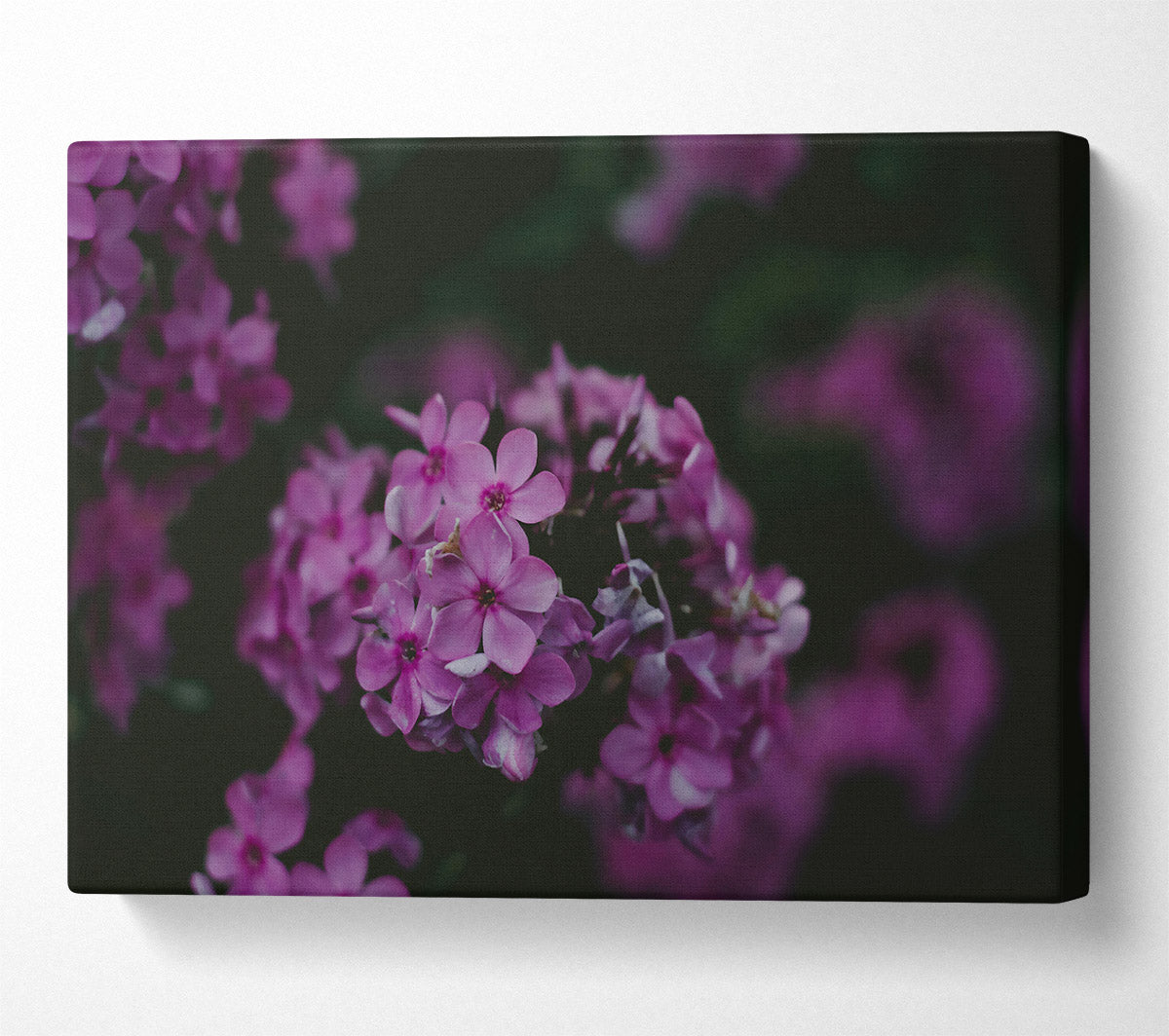 Purple Bloom'S Embrace Canvas Wall Art