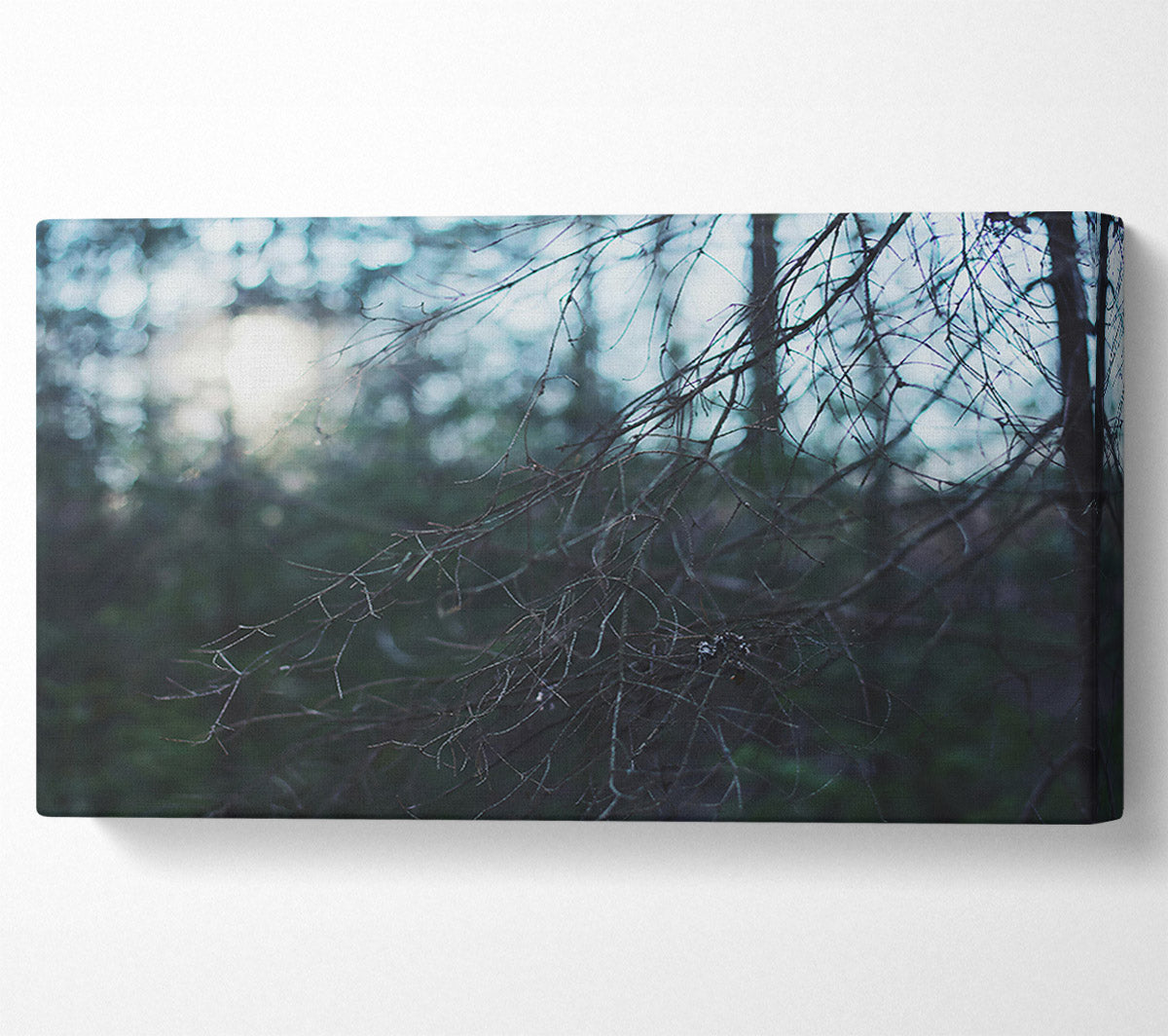 Blue Forest Light Canvas Print
