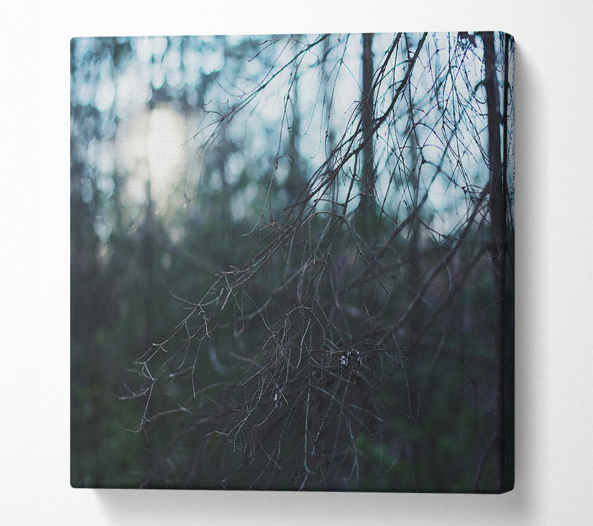 Blue Forest Light Canvas Print