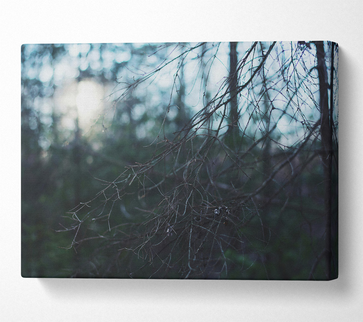 Blue Forest Light Canvas Print