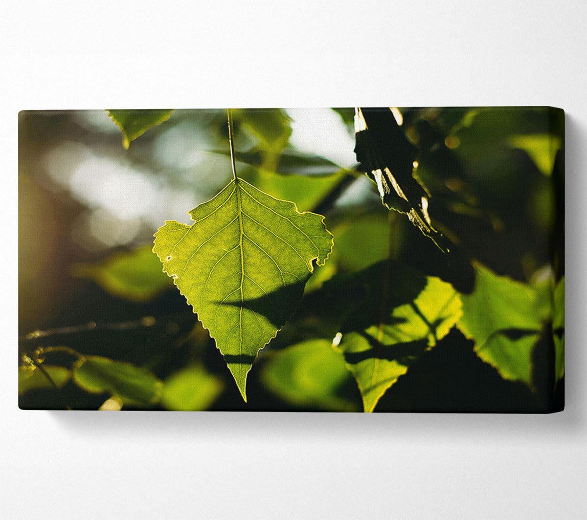 Sunlight Through Green Leaf Canvas Wall Art