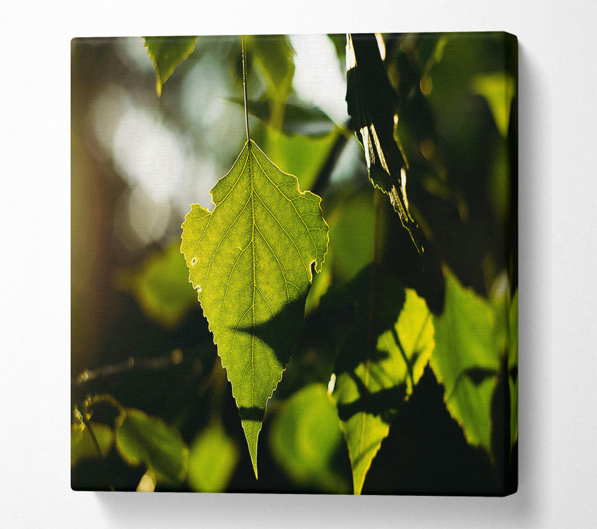 Sunlight Through Green Leaf Canvas Wall Art