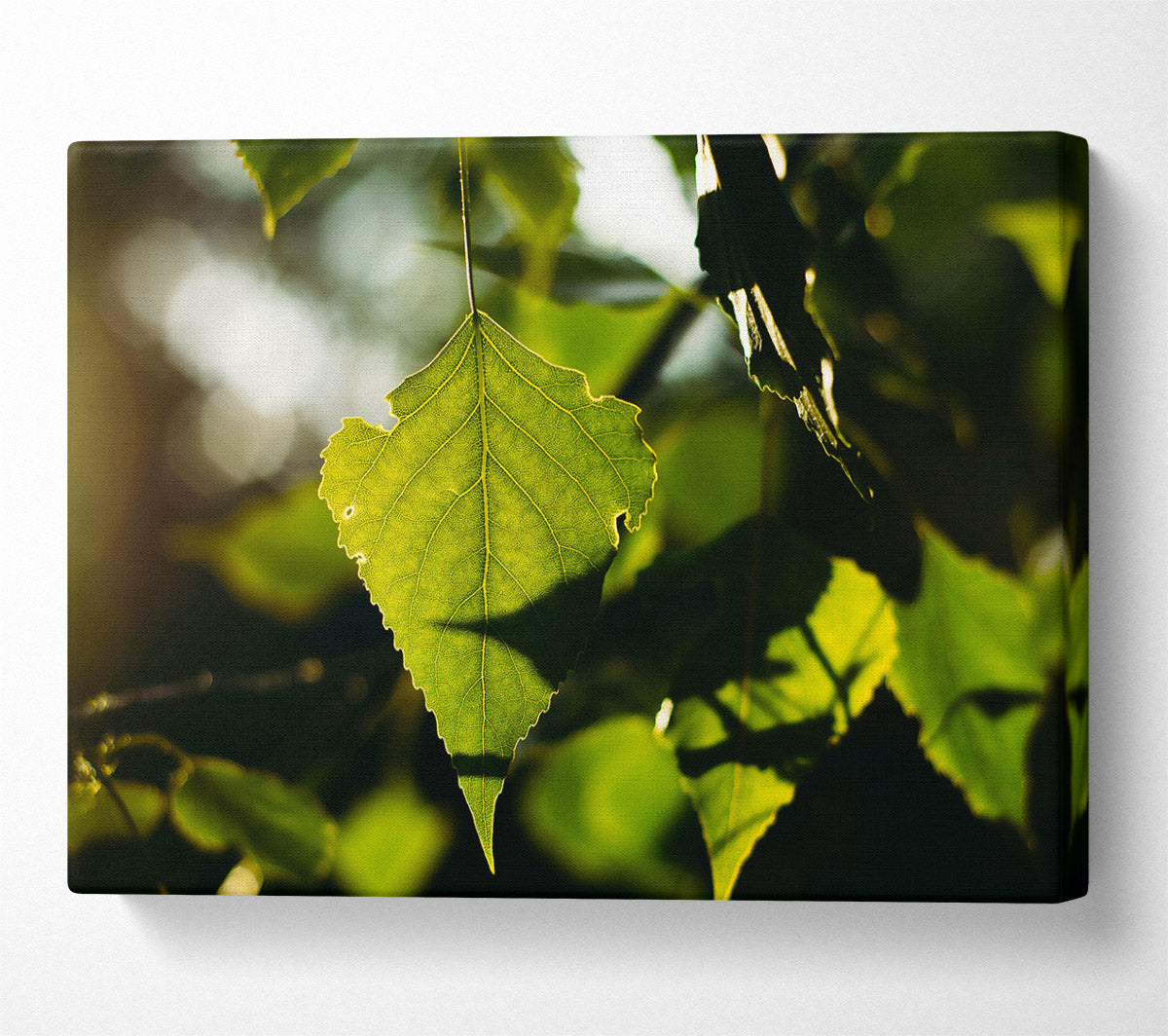 Sunlight Through Green Leaf Canvas Wall Art