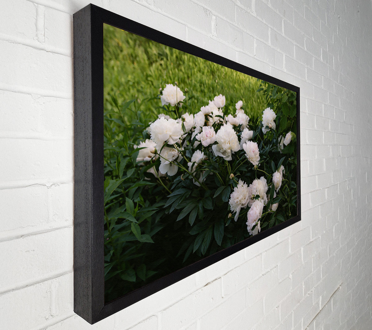 White Peony Bloom Canvas Wall Art