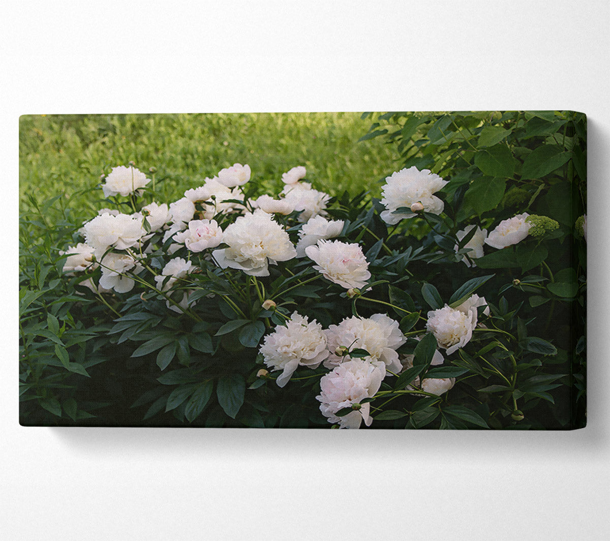 White Peony Bloom Canvas Wall Art