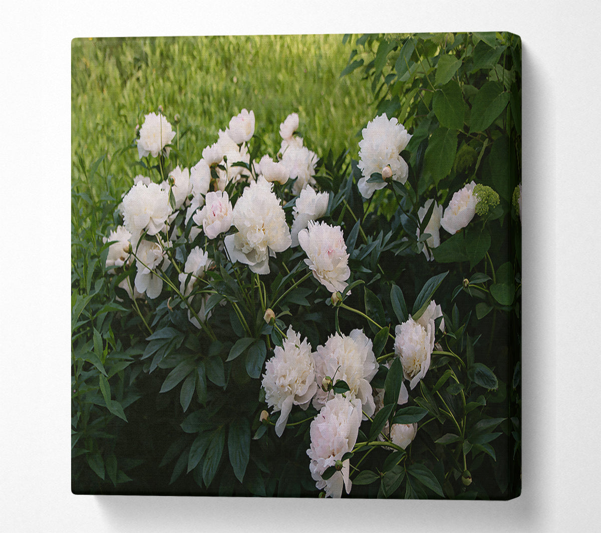 White Peony Bloom Canvas Wall Art