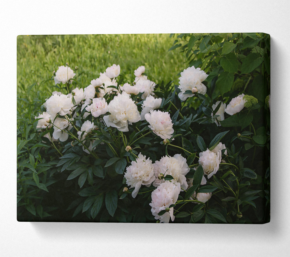 White Peony Bloom Canvas Wall Art