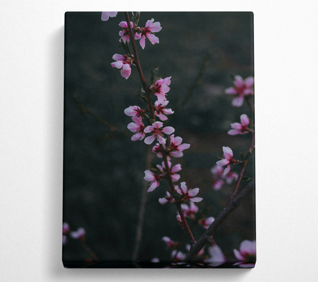 Pink Blossom Branch Canvas Print