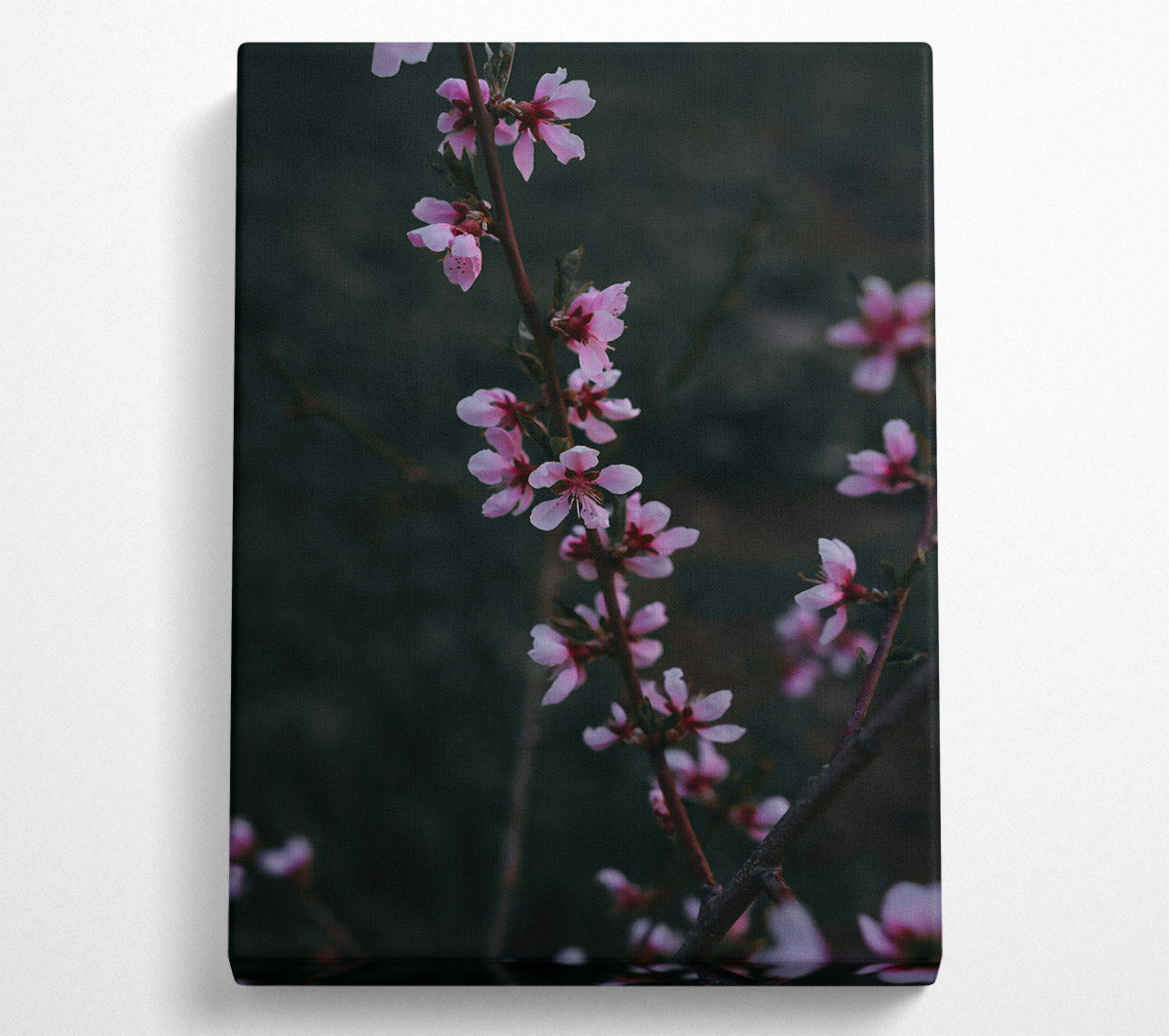 Pink Blossom Branch Canvas Print