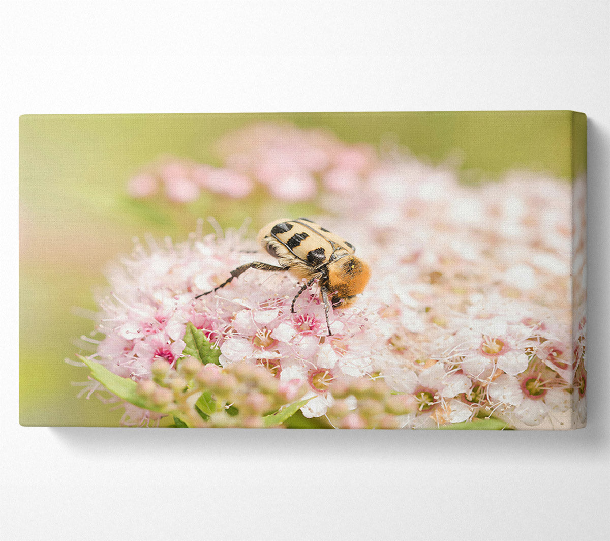 Pink & Yellow Bloom Canvas Wall Art