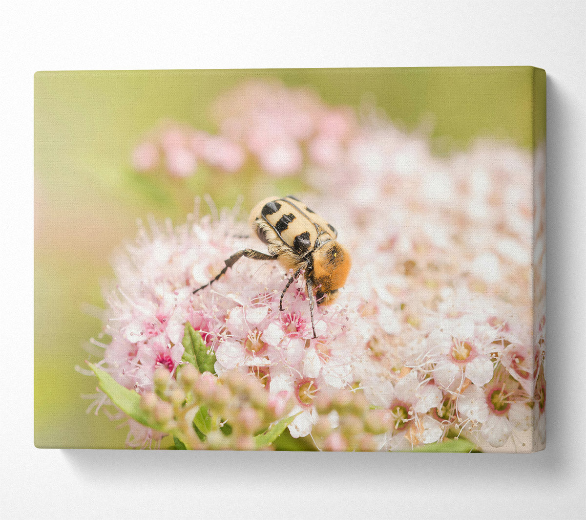 Pink & Yellow Bloom Canvas Wall Art