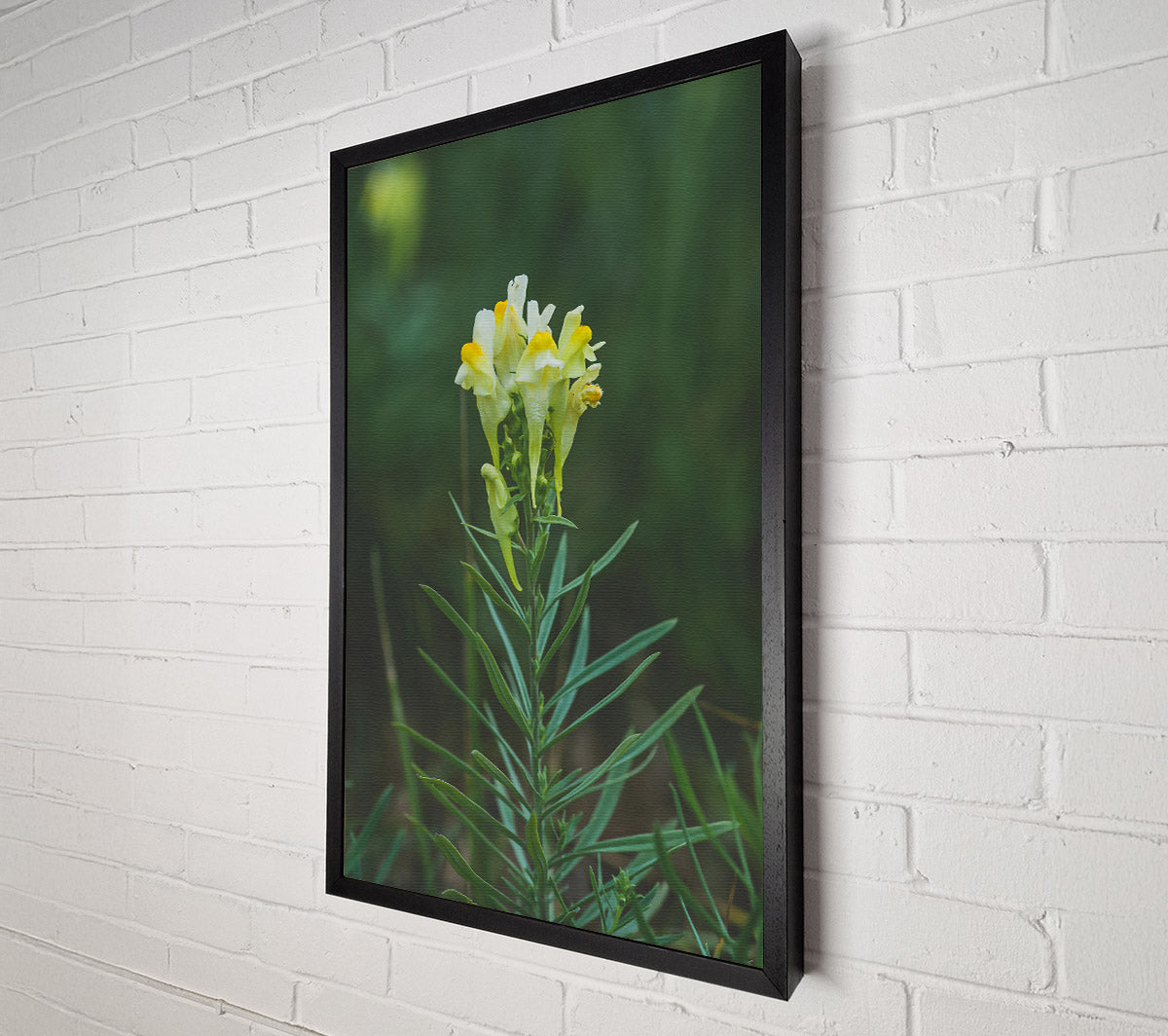 Yellow Snapdragon Bloom Canvas Wall Art