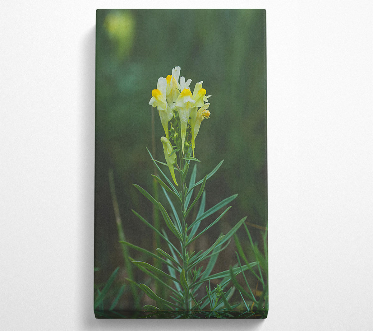 Yellow Snapdragon Bloom Canvas Wall Art