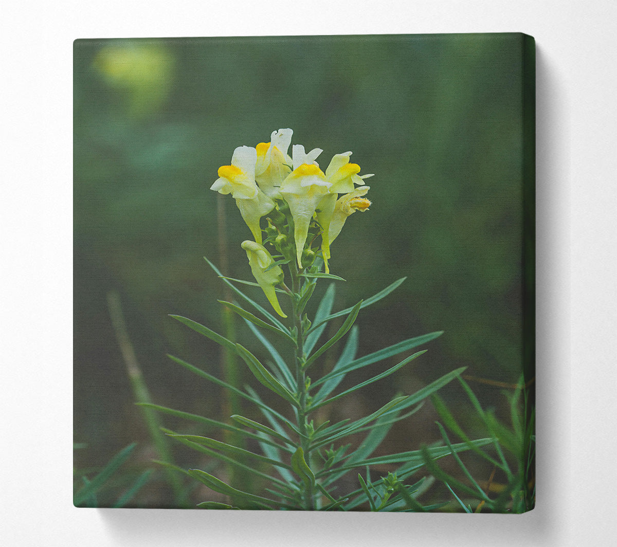 Yellow Snapdragon Bloom Canvas Wall Art