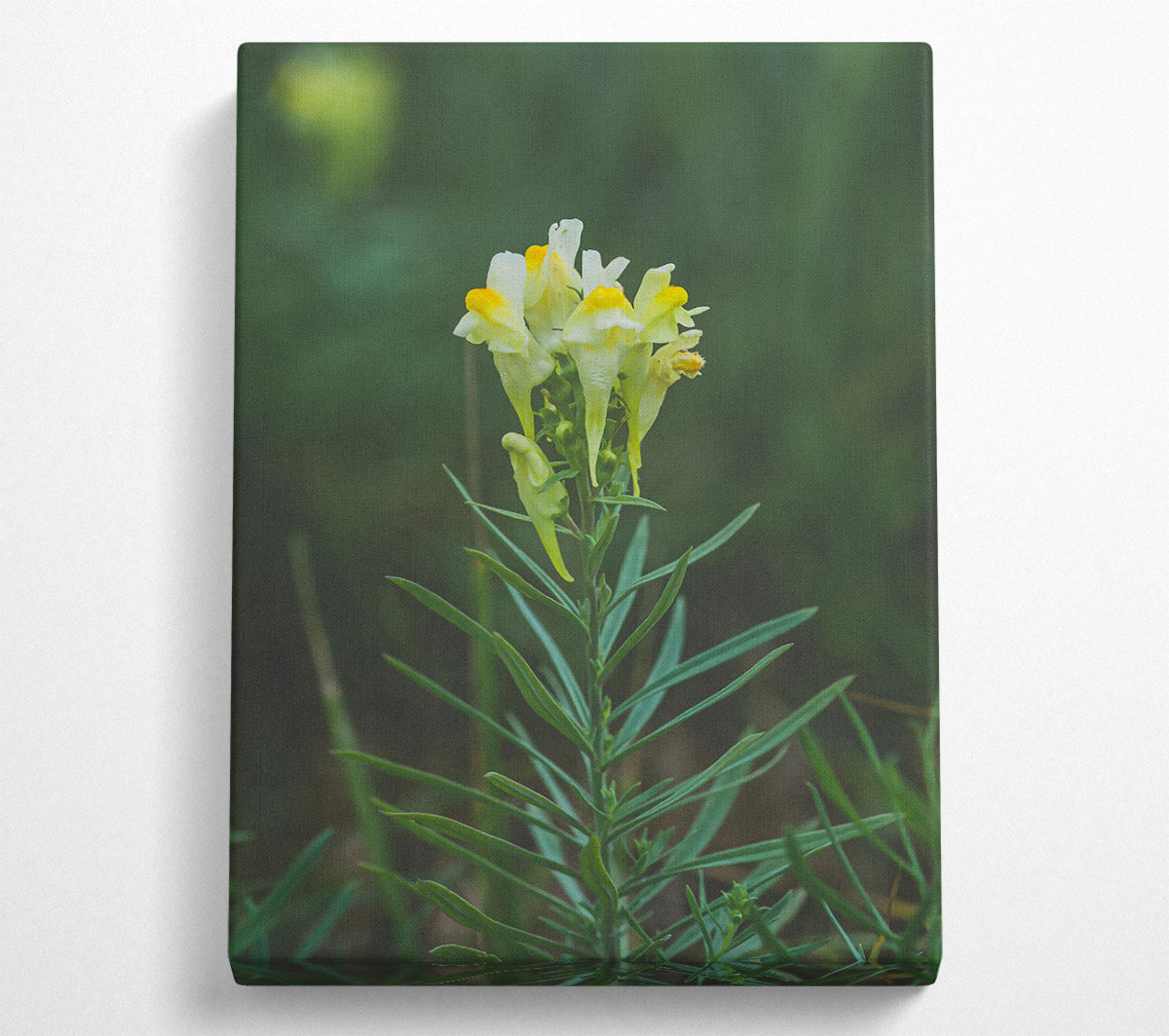Yellow Snapdragon Bloom Canvas Wall Art
