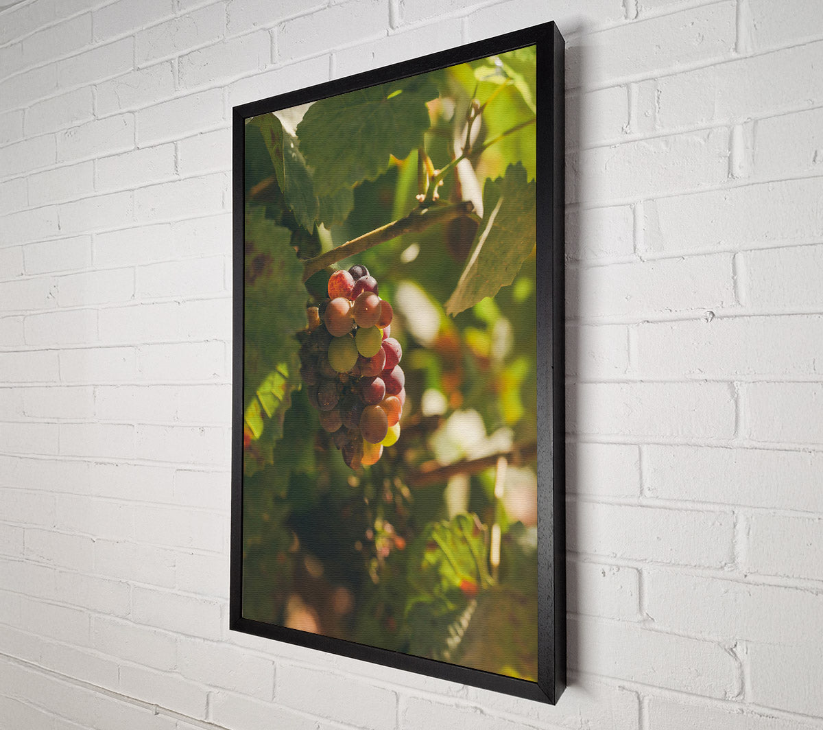 Red Grapes In Sunlight Canvas Wall Art