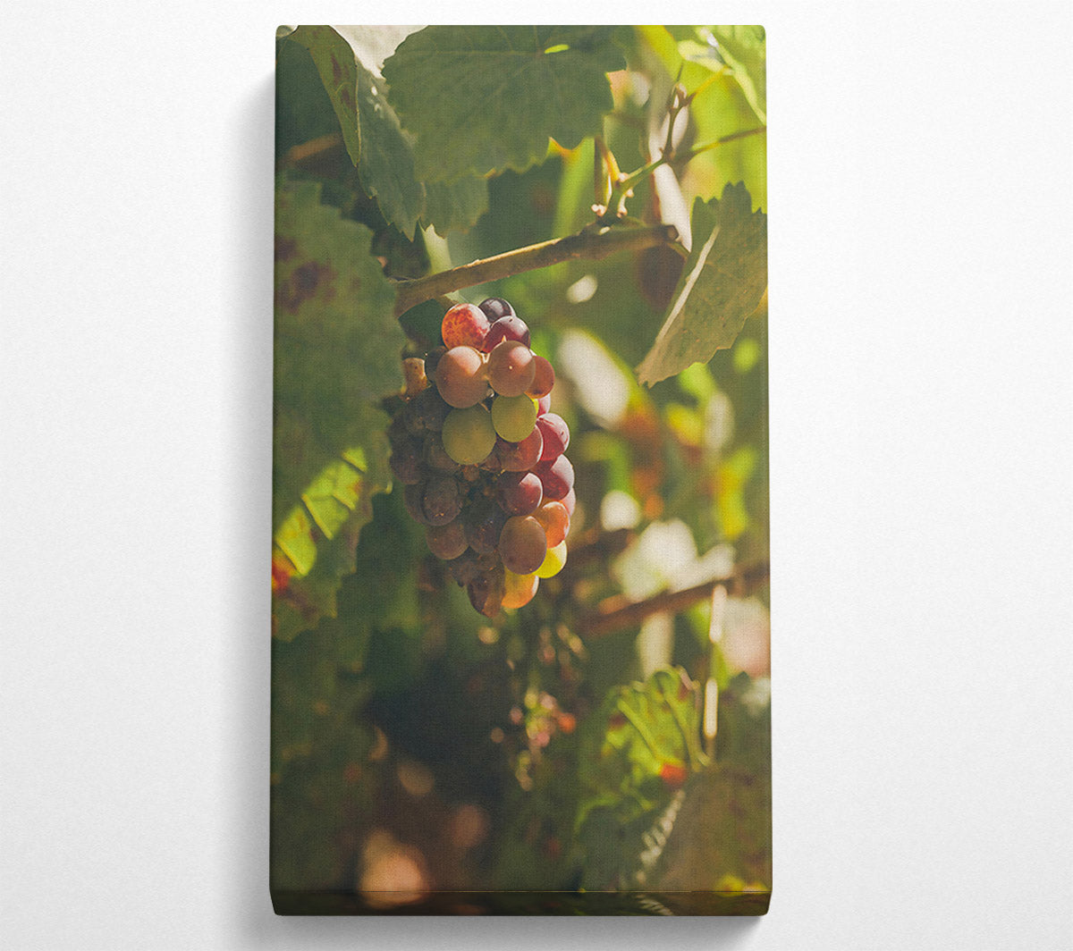 Red Grapes In Sunlight Canvas Wall Art