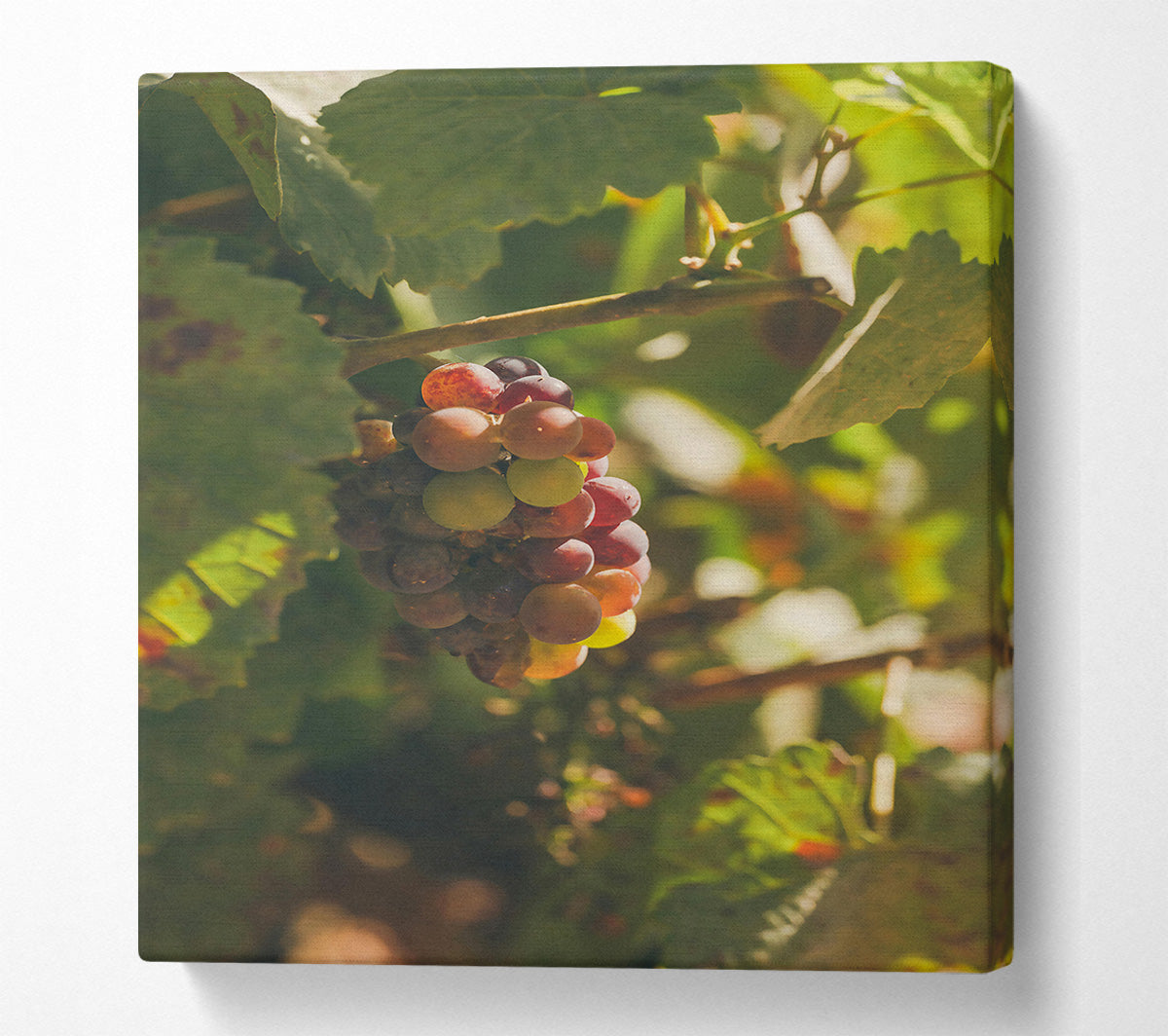 Red Grapes In Sunlight Canvas Wall Art