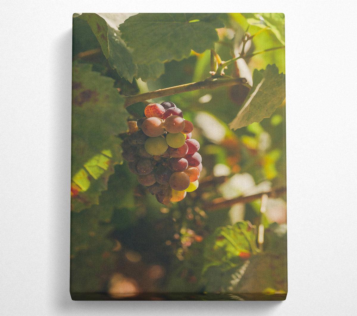 Red Grapes In Sunlight Canvas Wall Art