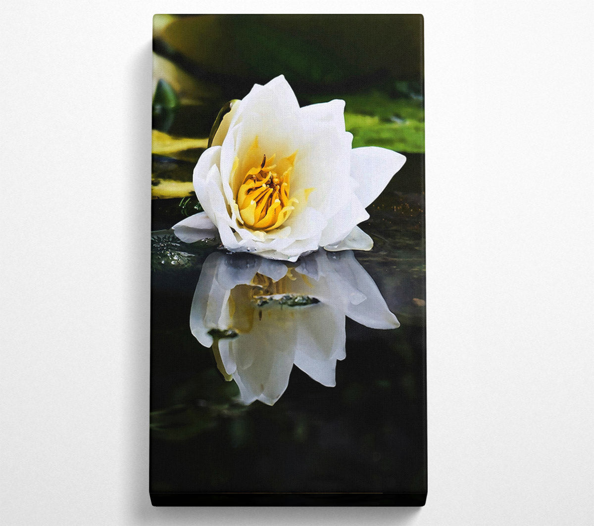 White Water Lily Reflection Canvas Wall Art
