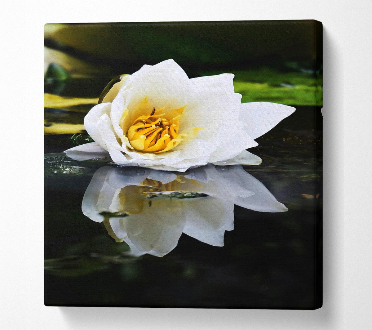 White Water Lily Reflection Canvas Wall Art