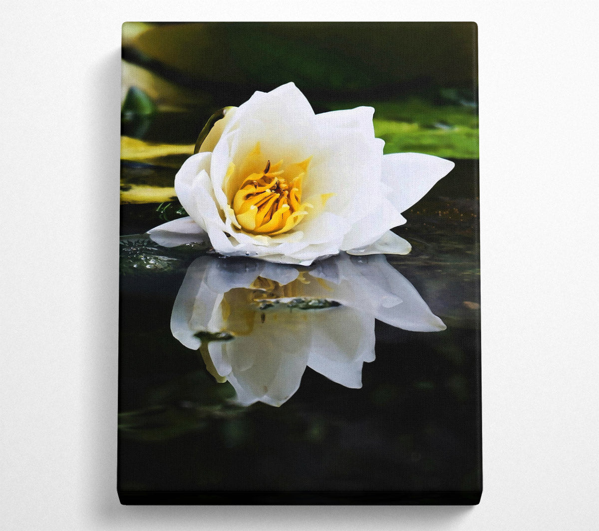White Water Lily Reflection Canvas Wall Art