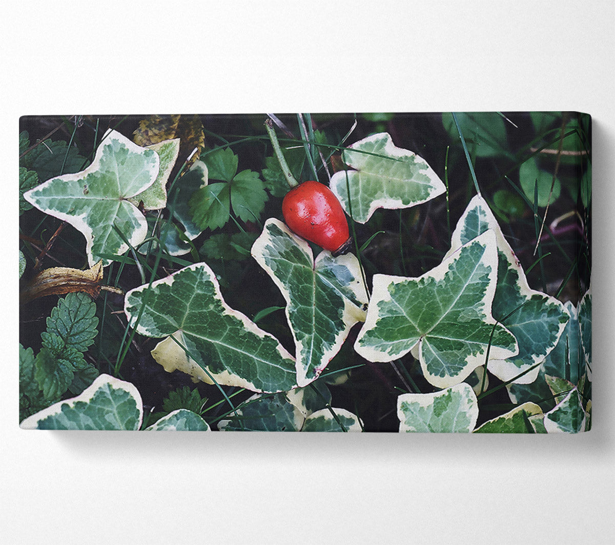 Red Among Green Leaves Canvas Wall Art