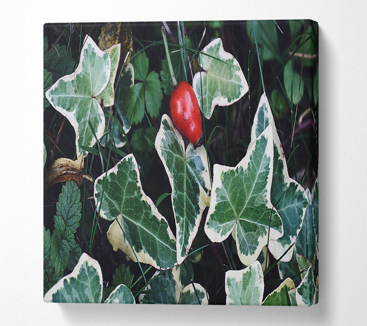 Red Among Green Leaves Canvas Wall Art