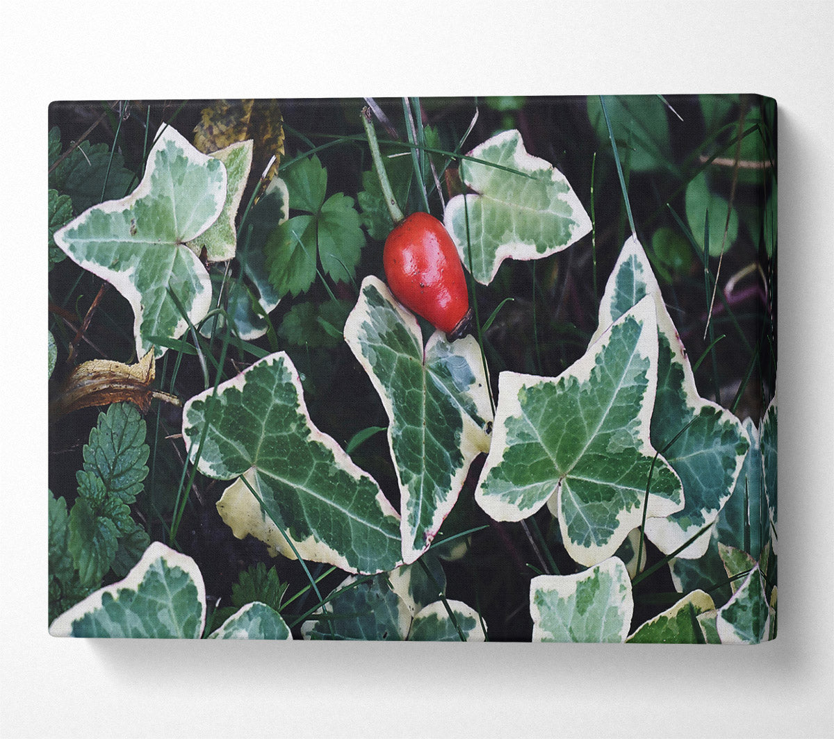 Red Among Green Leaves Canvas Wall Art
