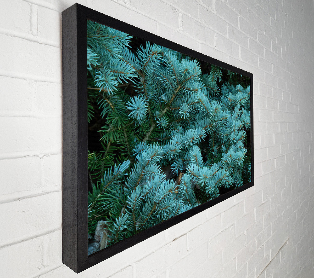 Blue Spruce Whisper Canvas Art