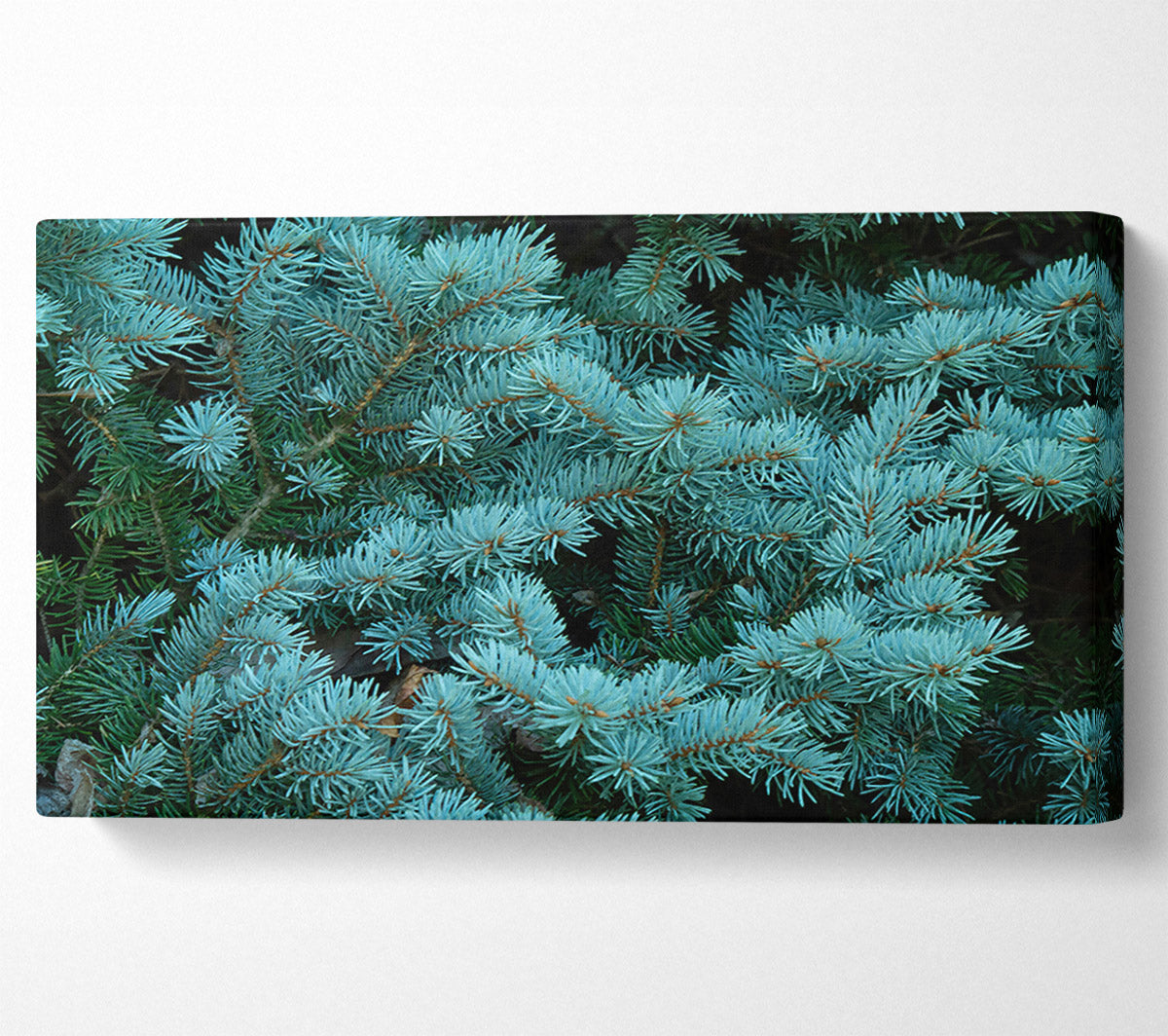 Blue Spruce Whisper Canvas Art