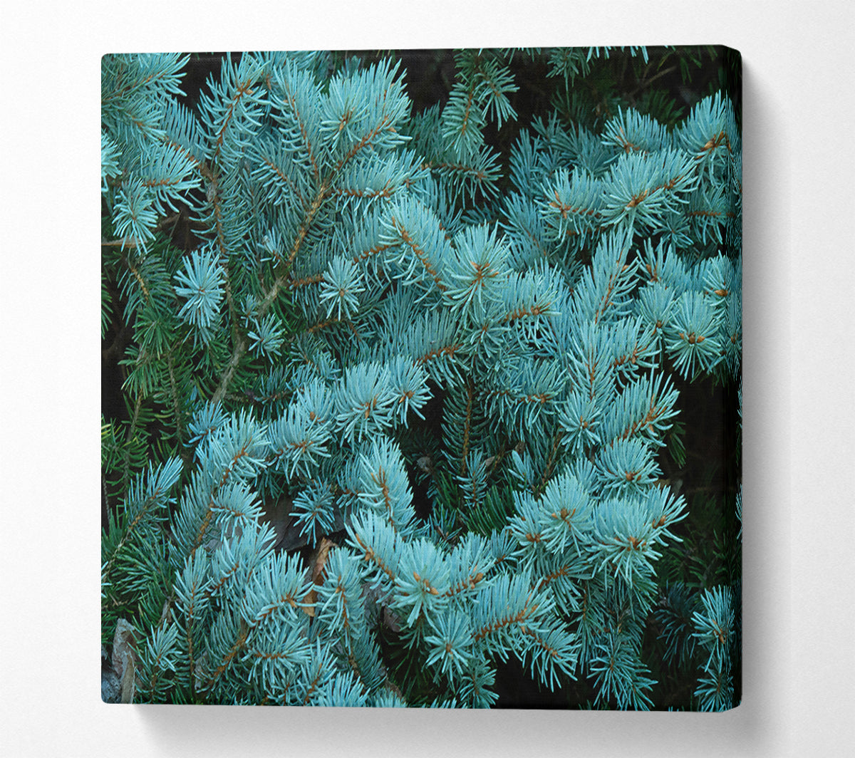 Blue Spruce Whisper Canvas Art