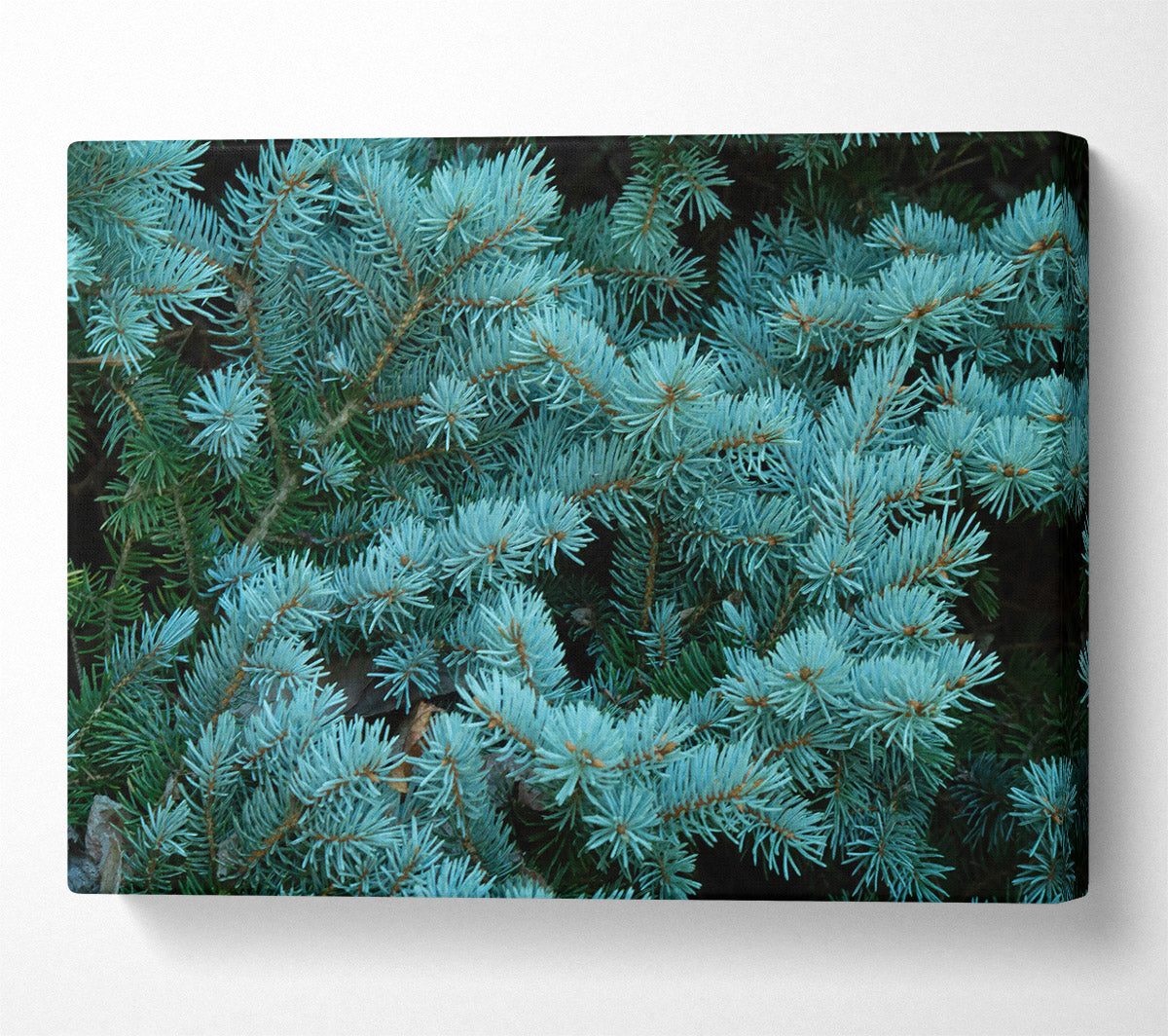 Blue Spruce Whisper Canvas Art