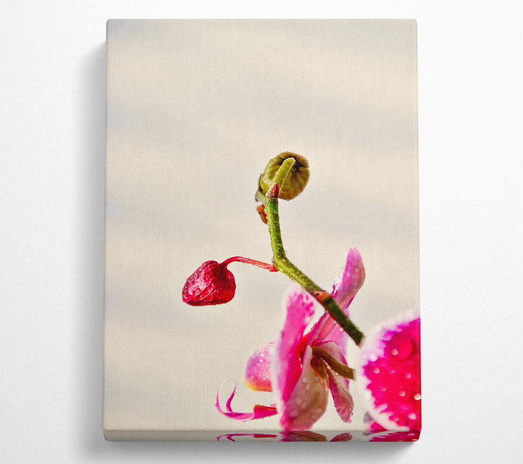 Pink Orchid Bloom Canvas Wall Art