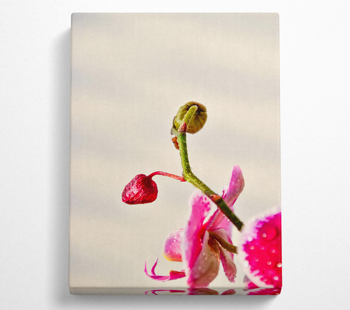 Pink Orchid Bloom Canvas Wall Art
